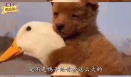 八哥爆料妹子模样视频,揭秘妹子神秘模样视频